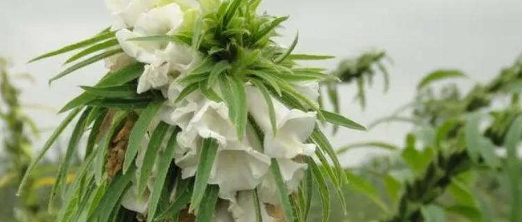 甘蔗开花的预兆与寓意（甘蔗开花的神秘之处及所传达的信息）
