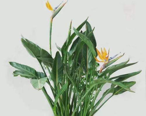 天堂鸟移盆后的养护要点（如何正确浇水给天堂鸟）