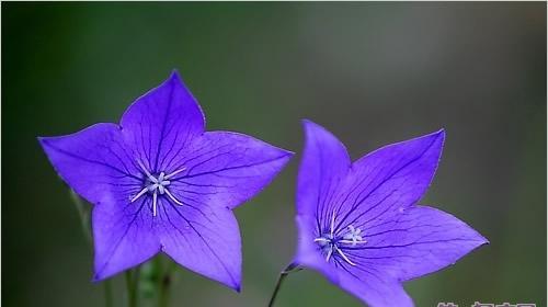 以梗菊的花语与寓意——传递坚韧不拔与永恒的爱（花语“以梗菊”揭示的秘密与真相）