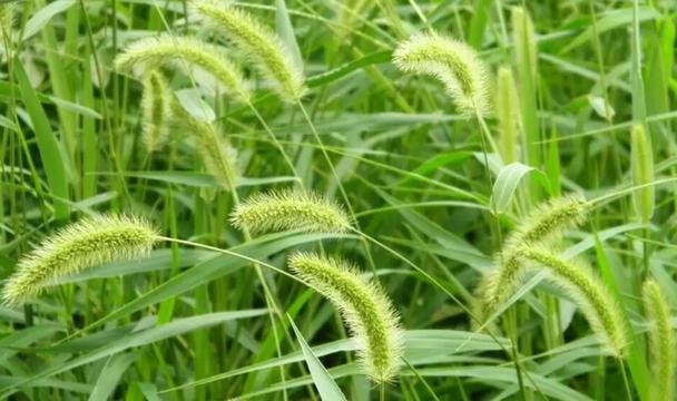 狗尾巴草的象征意义与寓意（探索自由与坚韧的力量）