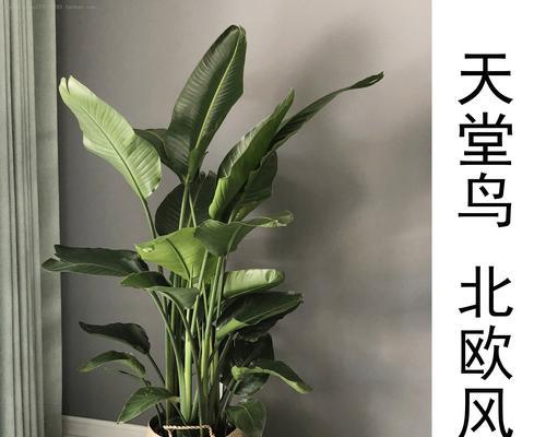 如何选择适合天堂鸟的肥料（掌握这些关键点）