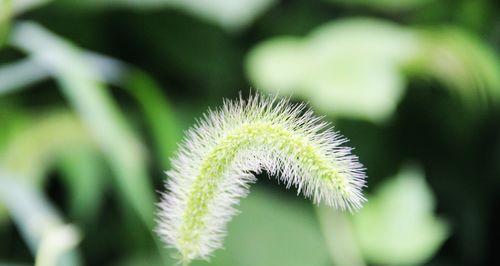 狗尾巴草的花语和寓意（探秘狗尾巴草的神秘之意）