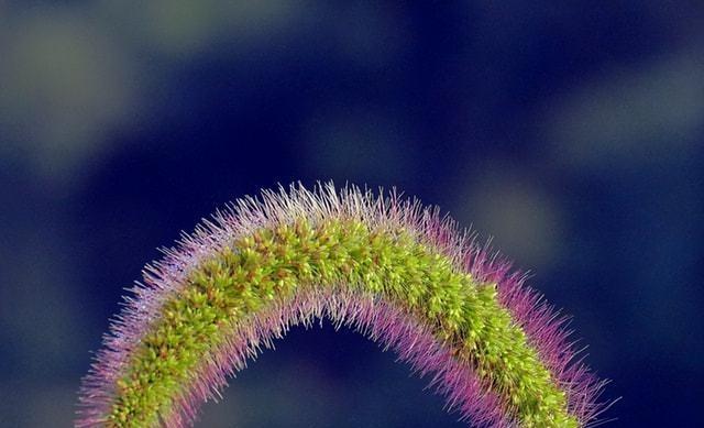 狗尾巴草的花语和寓意（探秘狗尾巴草的神秘之意）