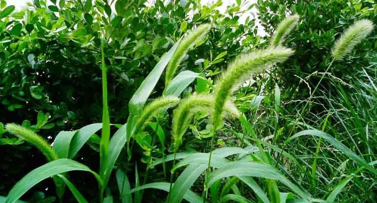 狗尾巴草的花语和寓意（探秘狗尾巴草的神秘之意）