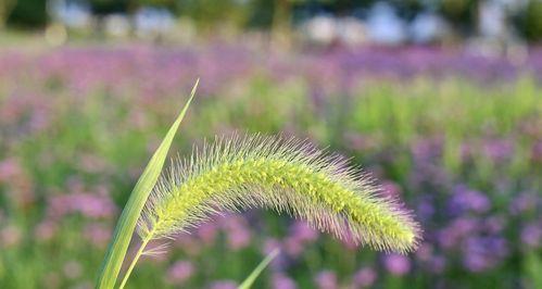 狗尾巴花的花语及意义（狗尾巴花的开放方式及相关传说）