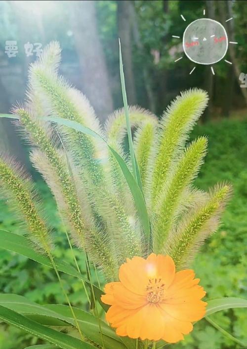 狗尾草的花语与其美丽的象征（探索狗尾草的花语及其意义）