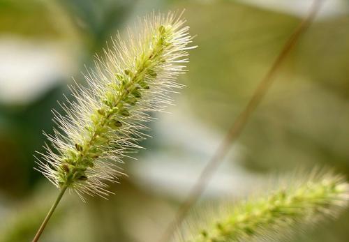 狗尾草的花语与其美丽的象征（探索狗尾草的花语及其意义）