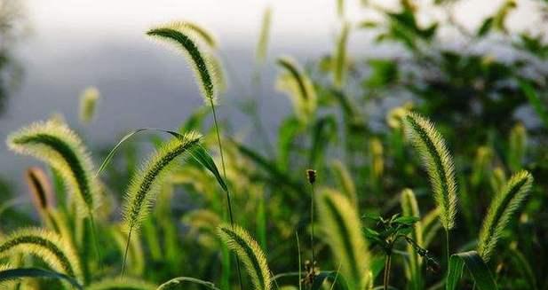 狗尾草花语解读（揭秘狗尾草的花语与爱情之间的纽带）