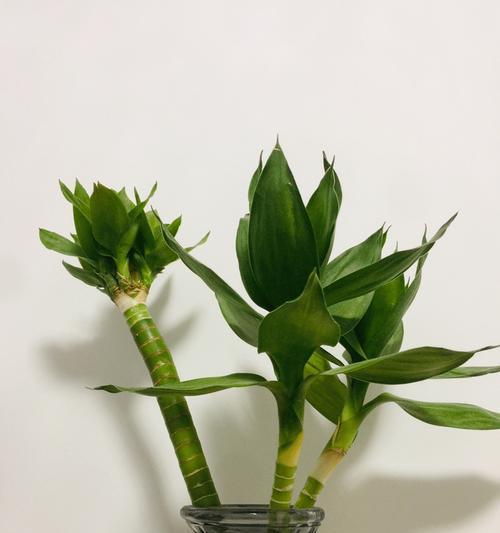 观音竹花语的象征与寓意（探索观音竹花的深层含义）