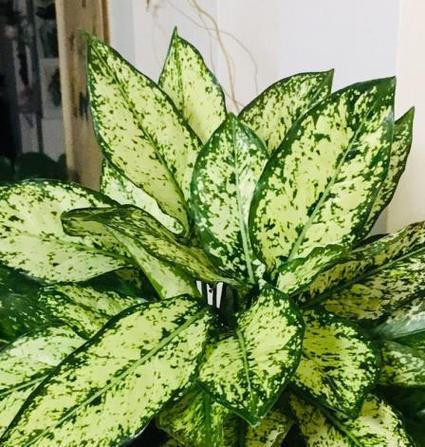 广东万年青开花的风水寓意及意义（探讨广东万年青开花的风水含义）