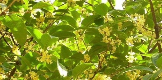 桂花的象征意义与寓意（桂花代表的寓意及文化内涵解读）