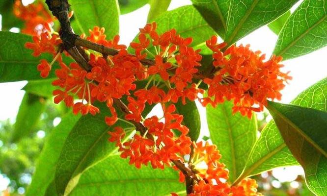 桂花的花语——馨香之语（桂花的美丽与内涵）
