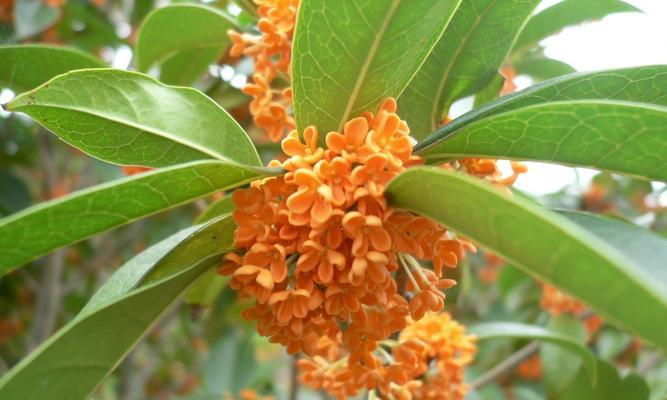 桂花的寓意与象征风水——传承千年的吉祥之花（桂花芬芳吉祥）