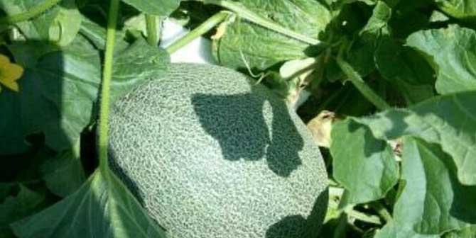 哈密瓜的象征意义及其美食魅力（探寻哈密瓜的丰富内涵与滋味）