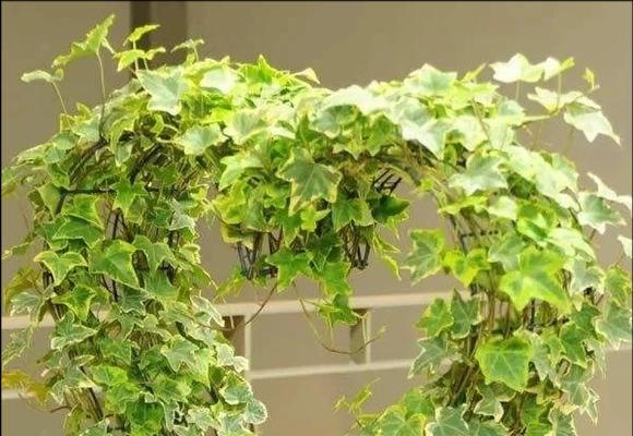 天蝎座的专属花园（探寻天蝎座适合种植的花卉）