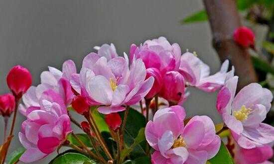 海棠花（海棠花的花语与象征意义）