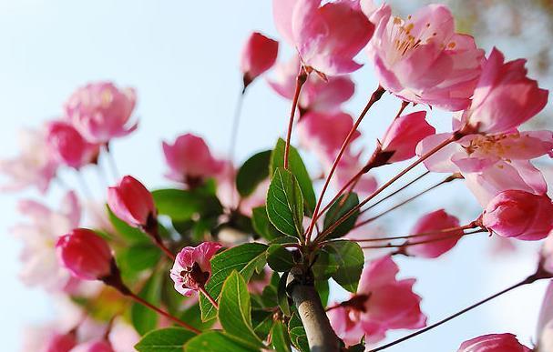海棠花（海棠花的花语与象征意义）
