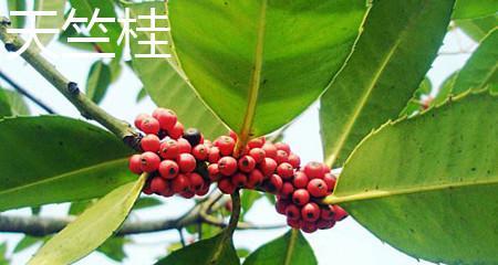 天竺果实真的有毒吗（了解天竺果实中有毒成分的危害与处理方法）