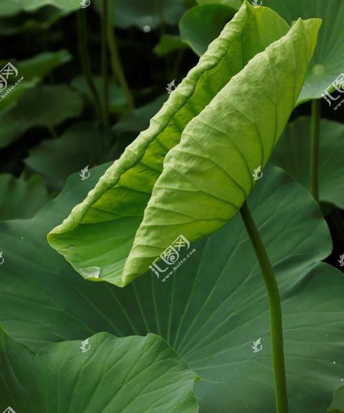 以荷叶代表生肖的神奇寓意（揭秘荷叶与生肖的深刻象征及传承）