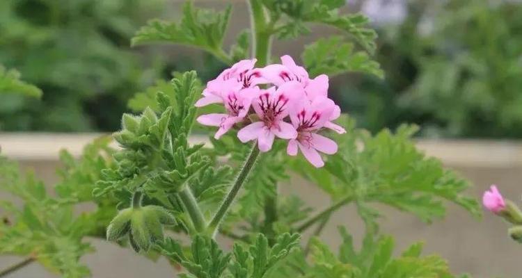 天竺葵（种植方法）