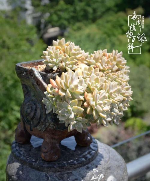 黑法师风水之谜（解读黑法师风水摆放与寓意）