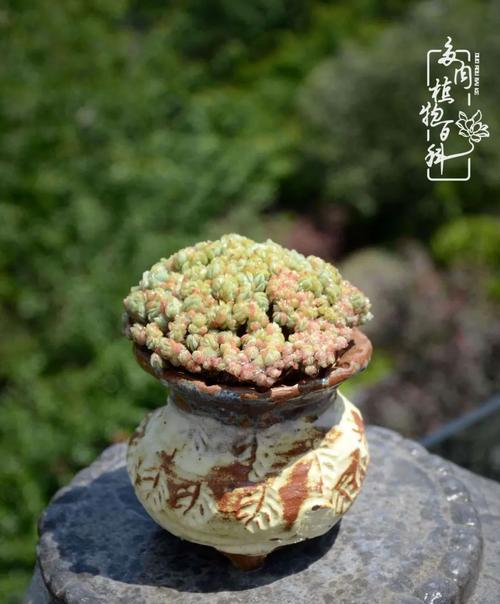 黑法师风水之谜（解读黑法师风水摆放与寓意）