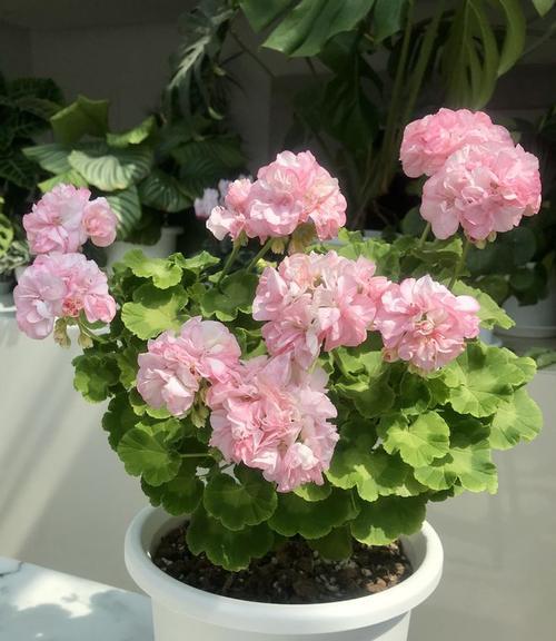 如何浇水才能让天竺葵茁壮成长？