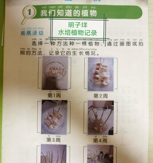 天竺葵的浇水时间和注意事项（做好浇水）