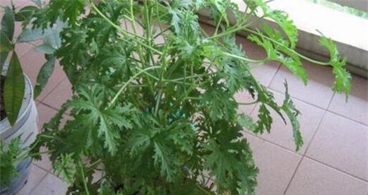 如何解决天竺葵烂根问题（从预防到治疗）