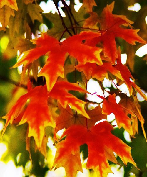 红枫花（红枫花语与寓意）