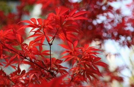 红枫花（红枫花语与寓意）