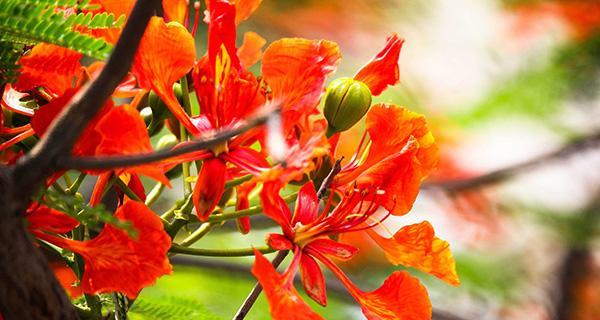 红枫的花语与意义（探寻红枫的神秘与浪漫）