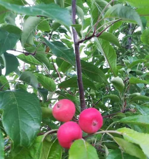 红果的花语与寓意——爱、繁荣与喜悦（红果花的象征意义和传递情感的力量）