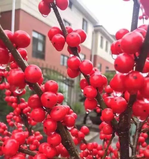 红果的花语与寓意——爱、繁荣与喜悦（红果花的象征意义和传递情感的力量）