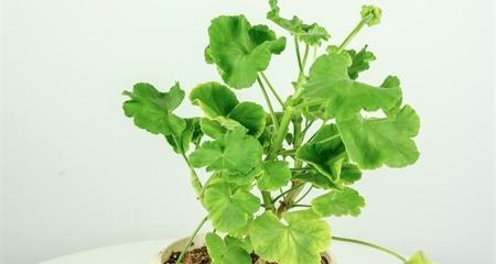 天竺葵的上盆和养护方法（学会天竺葵的上盆和养护）