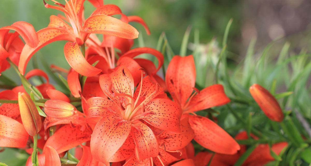 红色百合花的花语和寓意（揭示红色百合花的神秘内涵）