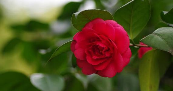 红色丁香花语解读——爱情的奋斗与执着（爱的勇气与等待）