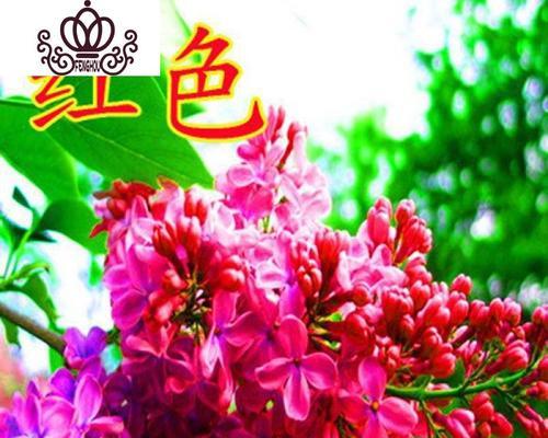 红色丁香花语解读——爱情的奋斗与执着（爱的勇气与等待）