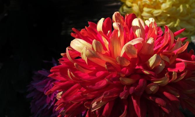 红色菊花花语的深意（红色菊花的意义及象征）