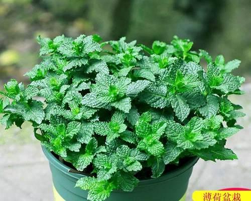 天竺葵叶片发黄原因及处理方法（保持天竺葵叶片绿色的秘诀）