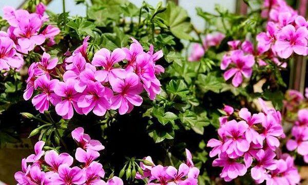 大花天竺葵的花期特点（一年开几次花）