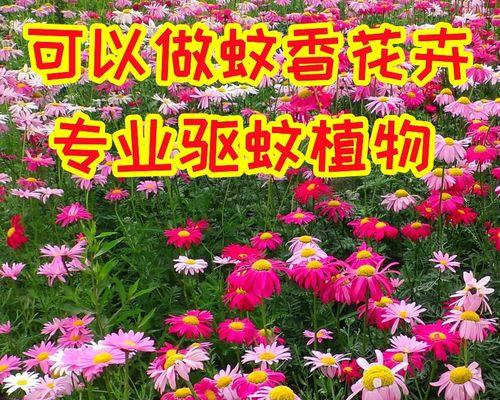 天竺葵有种子吗（天竺葵的种子结构与生长特点）