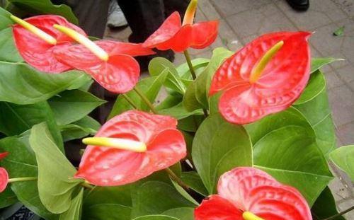 红掌花语——花开寓意与象征（红掌花开的丰富内涵和深远意义）