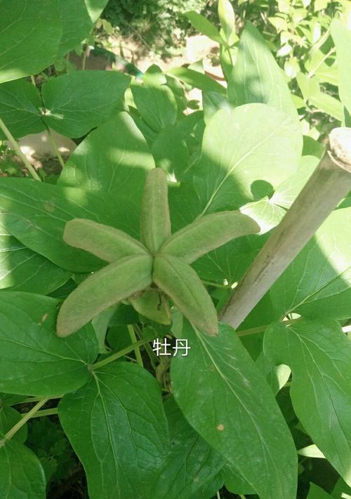 天竺葵有种子吗（天竺葵的种子结构与生长特点）