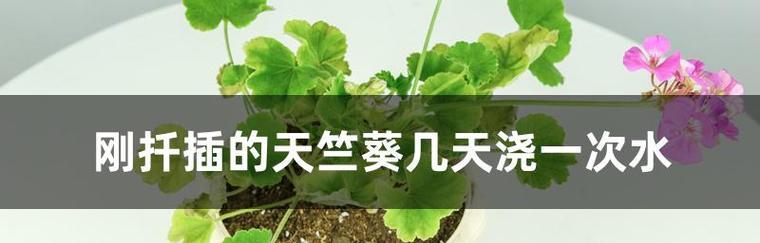天竺葵种子发芽时间及技巧（揭秘天竺葵种子发芽的奥秘）