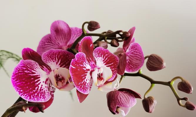 蝴蝶兰的花语和寓意（揭示蝴蝶兰背后的深刻寓意）