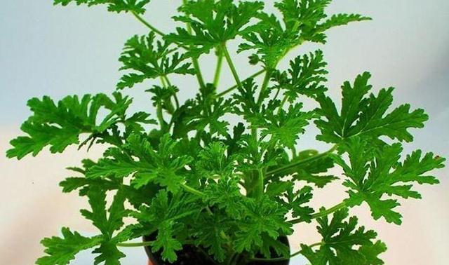 如何选择适合种植天竺葵的时间（掌握最佳种植时间）
