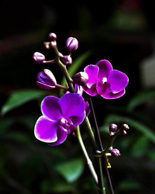 蝴蝶兰的花语和寓意（揭示蝴蝶兰背后的深刻寓意）