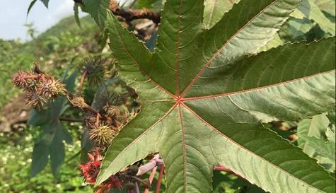 天竺子果实的毒性分析（了解天竺子果实的有毒成分及相关风险）