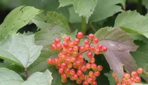 天竺子果实的毒性分析（了解天竺子果实的有毒成分及相关风险）